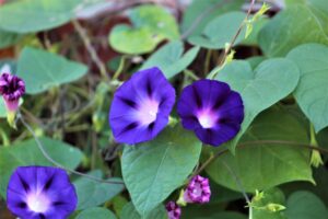morning glory