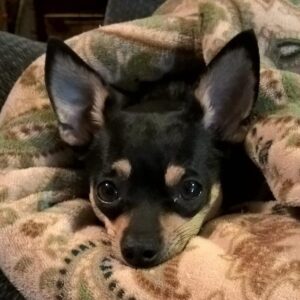 pet chihuahua